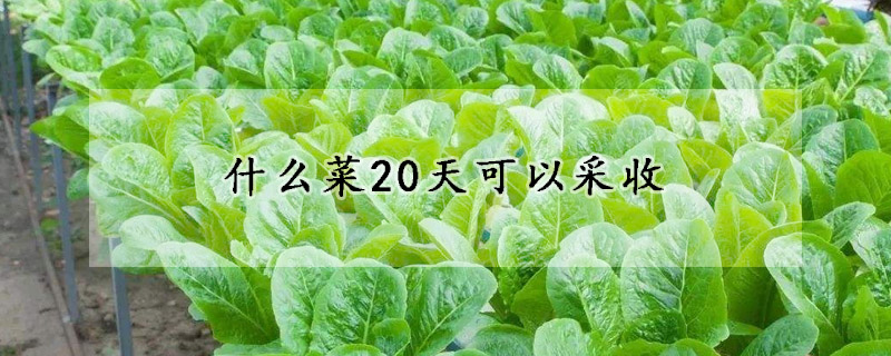 什麼菜20天可以采收