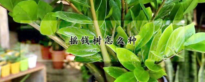 搖錢樹怎麼種