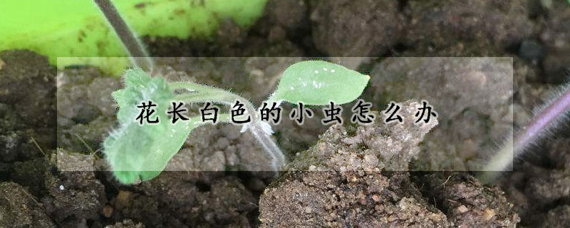 花長白色的小蟲怎麼辦