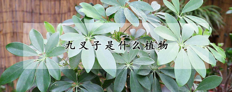 九叉子是什麼植物