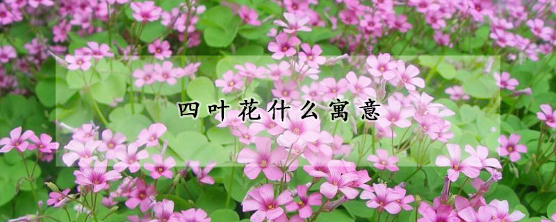 四葉花什麼寓意