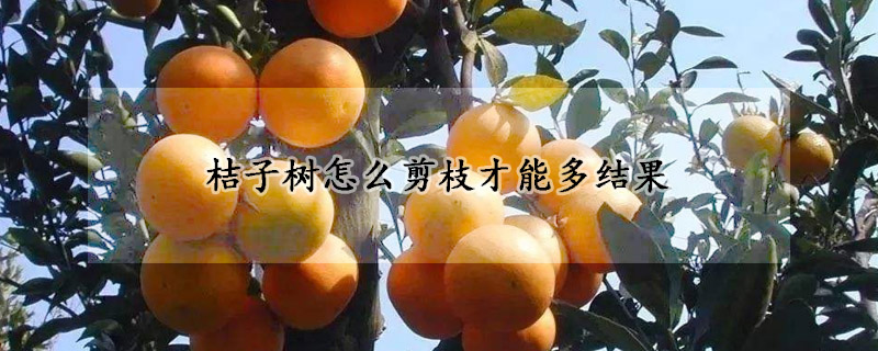 桔子樹怎麼剪枝才能多結果