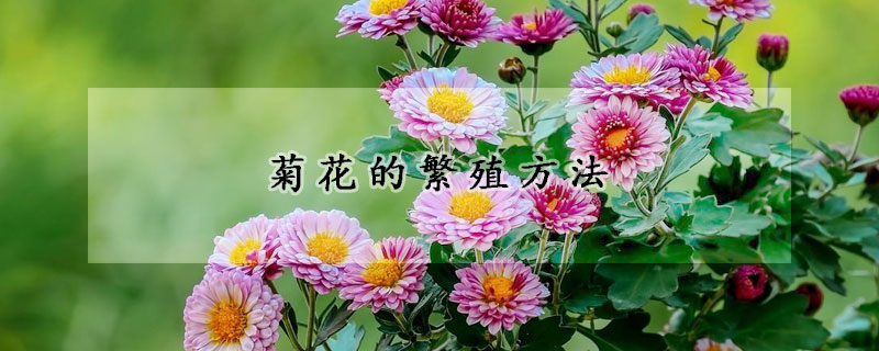 菊花的繁殖方法