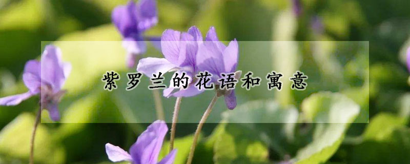 紫羅蘭的花語和寓意