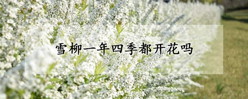 雪柳一年四季都開花嗎