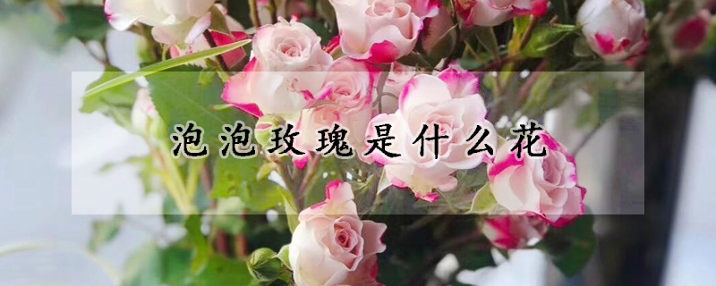 泡泡玫瑰是什麼花