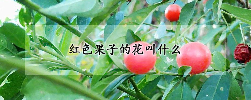 紅色果子的花叫什麼