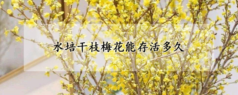 水培幹枝梅花能存活多久