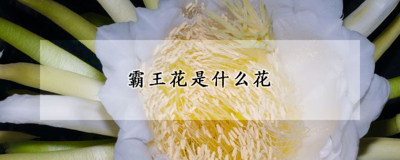 霸王花是什麼花