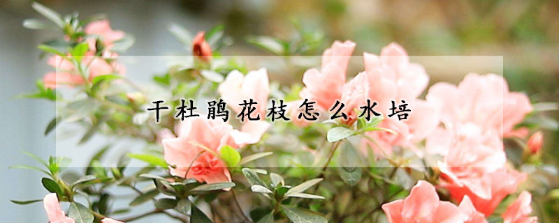 幹杜鵑花枝怎麼水培