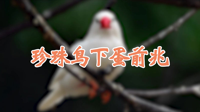 珍珠鳥下蛋前兆