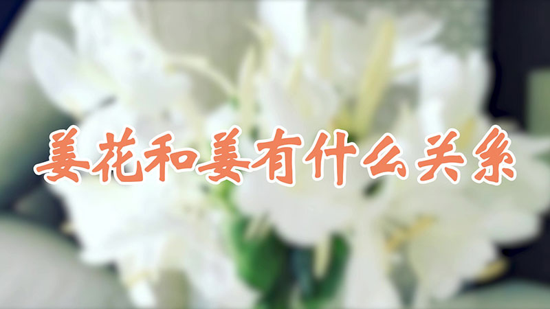 薑花和薑有什麼關係