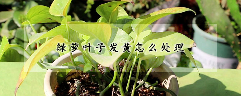 綠蘿葉子發黃怎麼處理