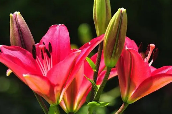 百合花的種植和養殖方法