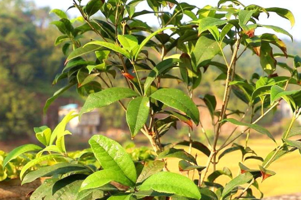 桂花樹是什麼植物