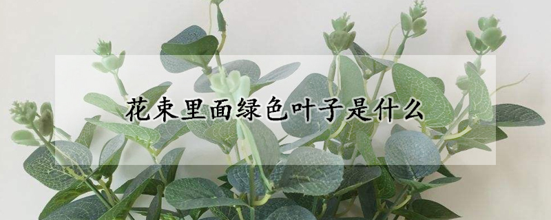 花束裏麵綠色葉子是什麼