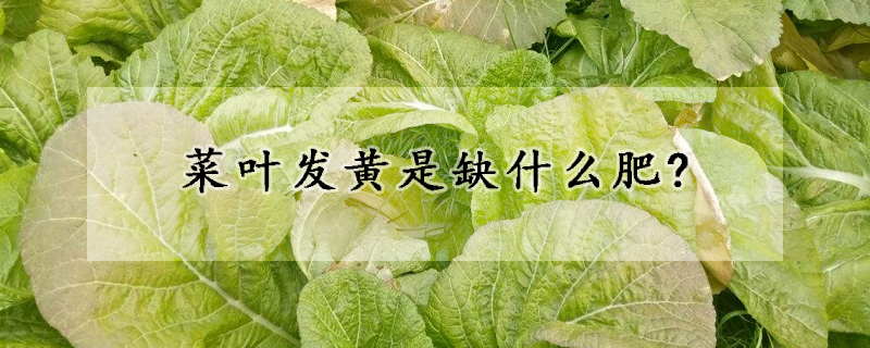 菜葉發黃是缺什麼肥?