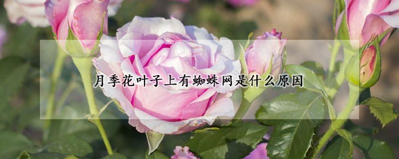 月季花葉子上有蜘蛛網是什麼原因