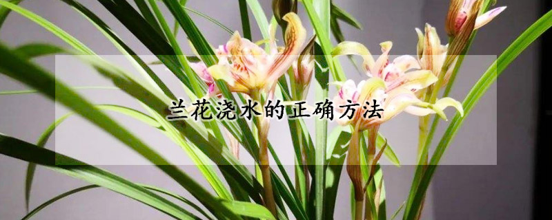 蘭花澆水的正確方法