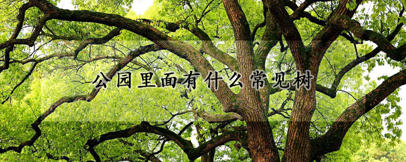 公園裏麵有什麼常見樹