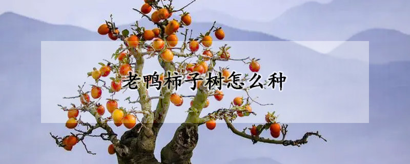 老鴨柿子樹怎麼種