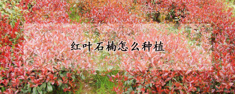 紅葉石楠怎麼種植