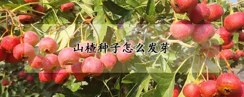 山楂種子怎麼發芽