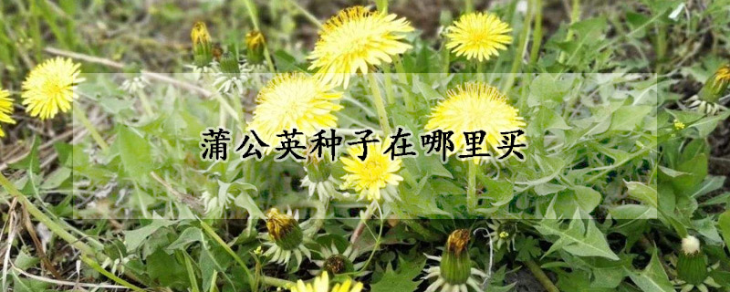 蒲公英種子在哪裏買