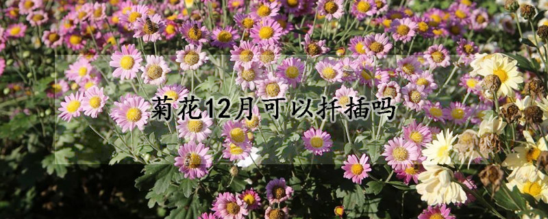 菊花12月可以扡插嗎