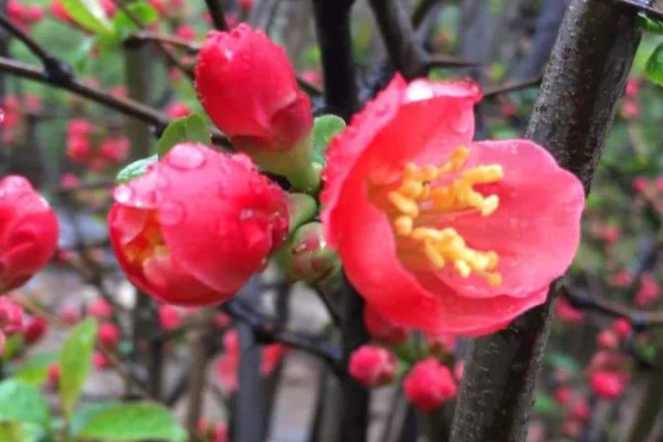 桃花和梅花怎麼區分