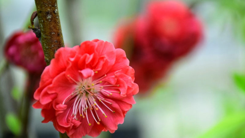 紅梅花的養殖方法和過冬