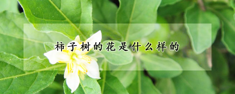 柿子樹的花是什麼樣的