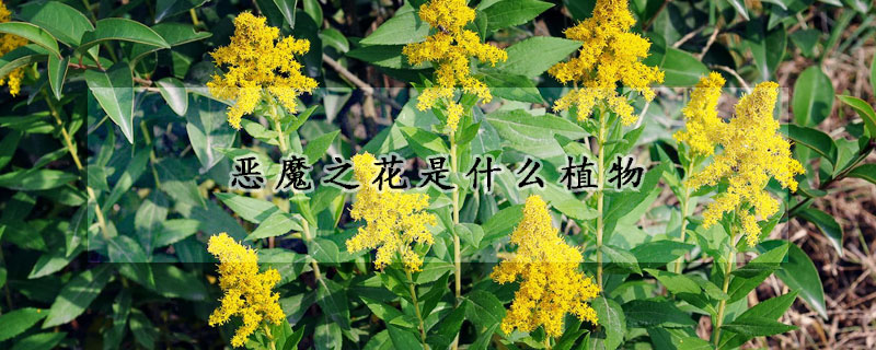 惡魔之花是什麼植物