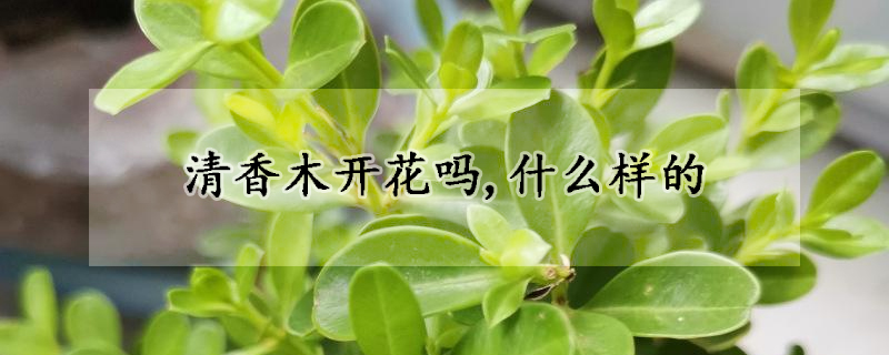 清香木開花嗎,什麼樣的