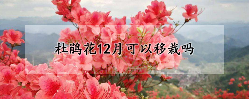 杜鵑花12月可以移栽嗎