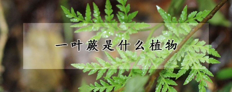 一葉蕨是什麼植物