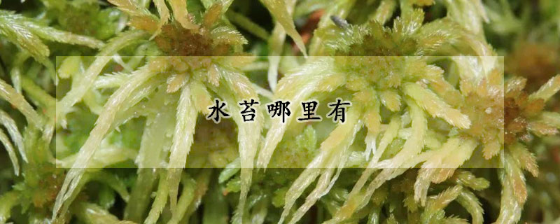 水苔哪裏有