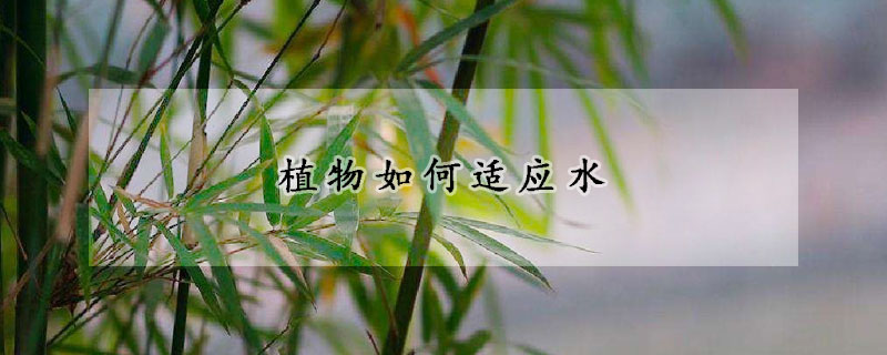 植物如何適應水