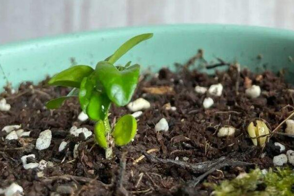 橘子籽怎麼種能發芽