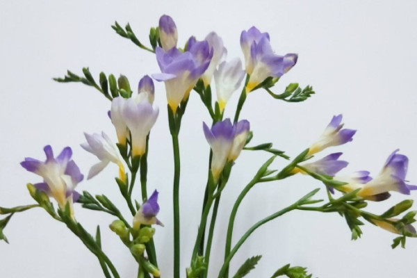 香雪蘭什麼時候開花