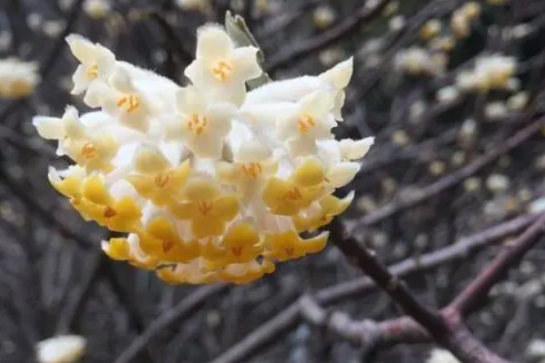 結香花的寓意