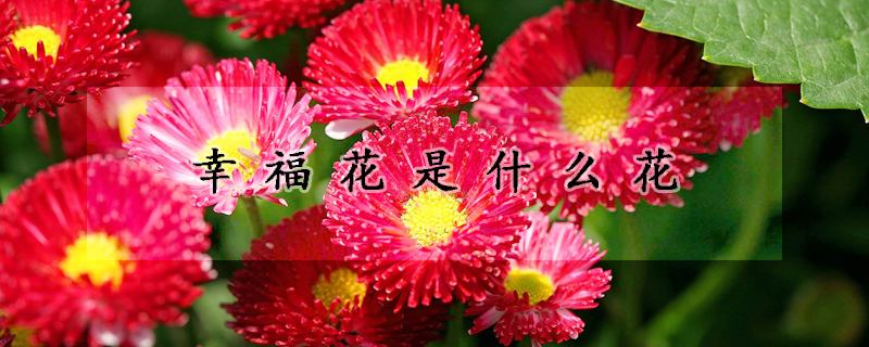 幸福花是什麼花