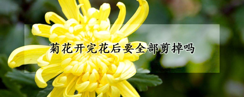 菊花開完花後要全部剪掉嗎