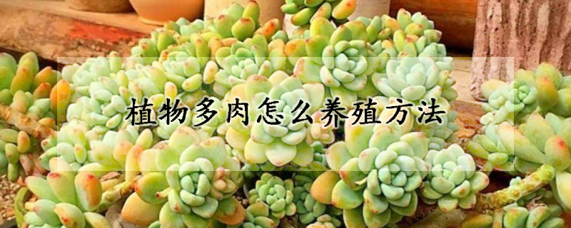 植物多肉怎麼養殖方法