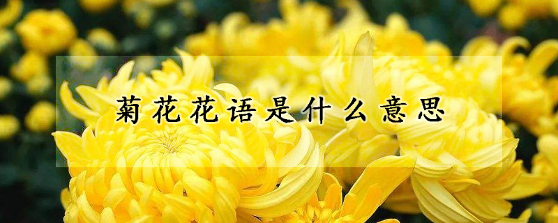 菊花花語是什麼意思