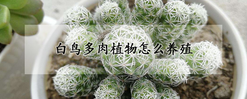 白鳥多肉植物怎麼養殖