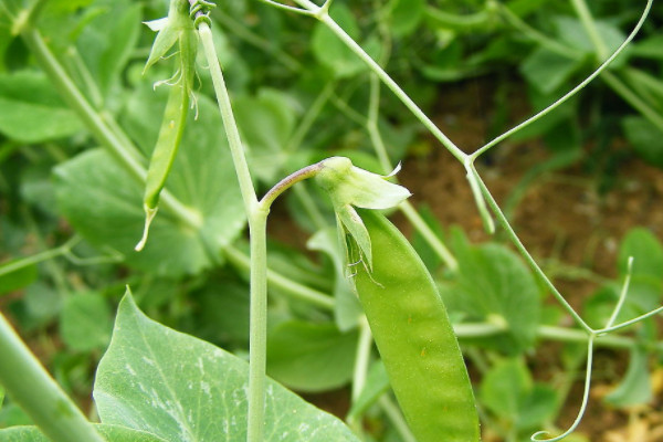 荷蘭豆怎麼摘