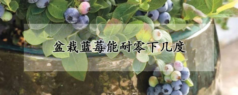 盆栽藍莓能耐零下幾度