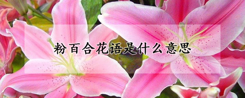 粉百合花語是什麼意思