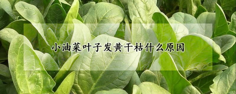 小油菜葉子發黃幹枯什麼原因